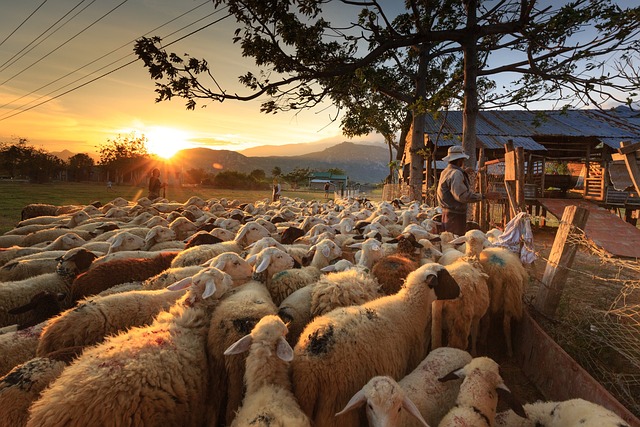 freie Schafe vor untergehender Abendsonne