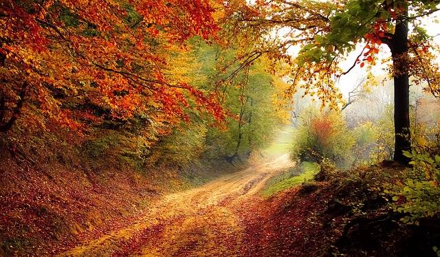 schöner Herbstwald der zum Spazieren einlädt