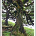 Feenwaldbaum in Madeira